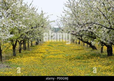 Rows of beautiful cherry trees in full bloom with a carpet of dandelions growing beneath. Stock Photo