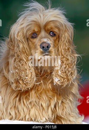 Cocker Spaniel sitting in snow, looking sad, portrait close up Stock Photo