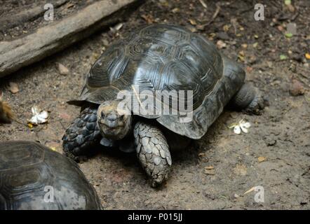 Asian giant tortoise (Manouria emys emys), also known as the Southern brown tortoise. Stock Photo