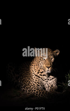 Large male leopard at night Stock Photo