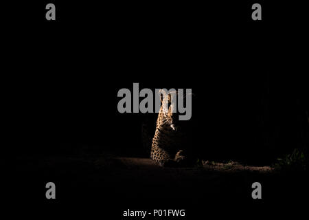 Male leopard resting in the dark on a gravel road. Stock Photo