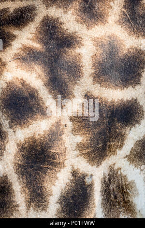 Beautiful patterns on giraffe skin Stock Photo