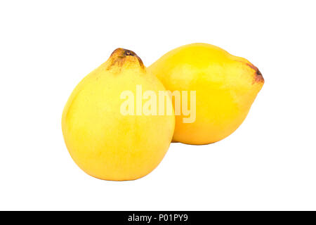 Large yellow quince fruit on a white background Stock Photo