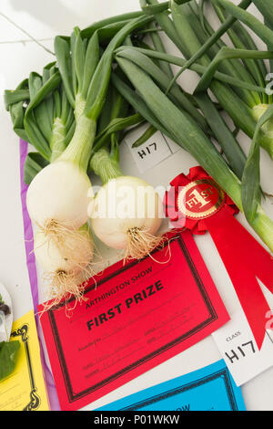 Three onions class competition winner in the Horticultural Fruit and Vegetable section of the Arts and Crafts tent at the Arthington show 2017 Stock Photo