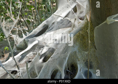 Insect net on the tree Stock Photo