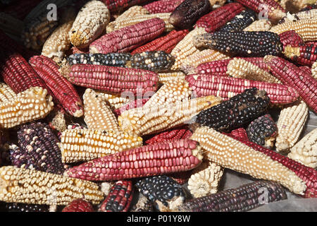 Colorful corn cobs, Typical Mexican food Stock Photo
