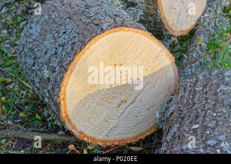 Log lying on ground covered with lichens and with visible growth rings Stock Photo