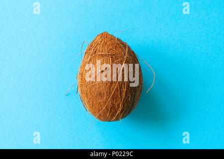 One whole coconuts on a blue background. Top view and copy space. Stock Photo