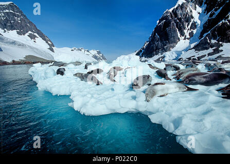 Crabeater seals (Lobodon carcinophagus) resting on ice floe, Lemaire Channel, Antarctica Stock Photo