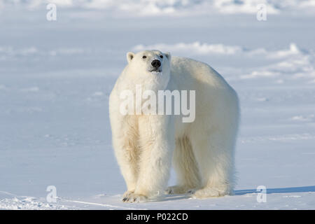 Polar Bear (Ursus maritimus, synonym Thalarctos maritimus), Nunavut Territory, Canada Stock Photo