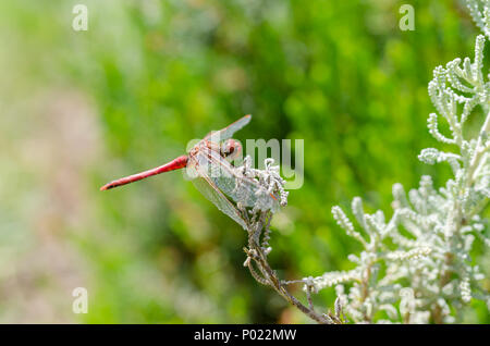 Red dragonfly rests on leaf, green background. Stock Photo