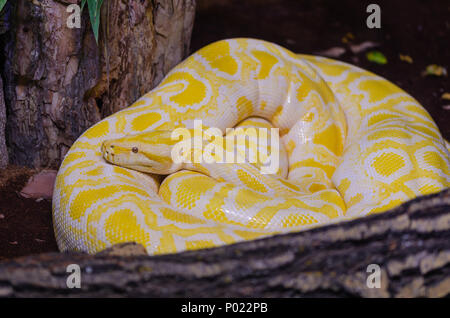 Albina burmese python.(python molurus bivittatus)  in the terrarium Stock Photo