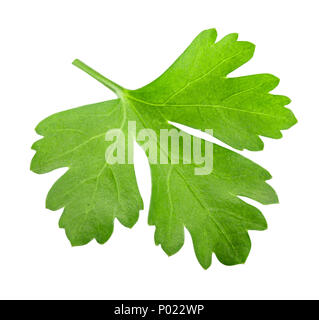 Green fresh parsley isolated on white background. Stock Photo