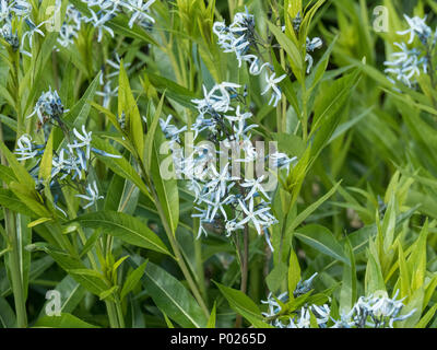 A clump of Amsonia tabernaemontana showing the sky blue star like flowers Stock Photo