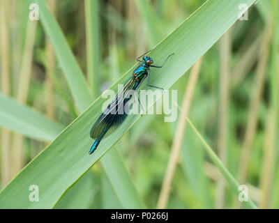 A close up of a male banded demoiselle damsel fly resting on a leaf Stock Photo