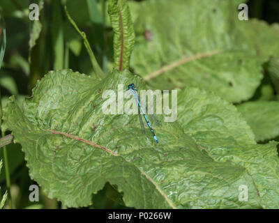 A distinctive male common blue damselfly resting on foliage Stock Photo