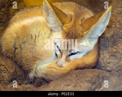 Fennec fox Vulpes zerda sleeping Captive photograph Stock Photo
