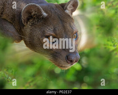 Fossa Cryptoprocta ferox Captive photograph Stock Photo