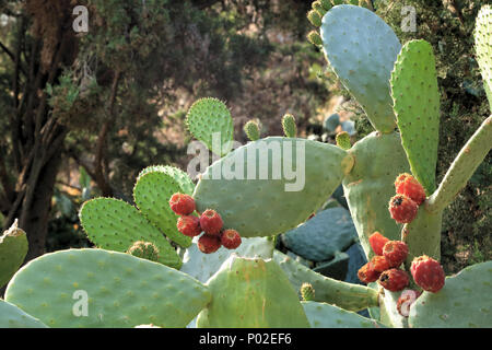 Prickly pear cactus with tunas fruits