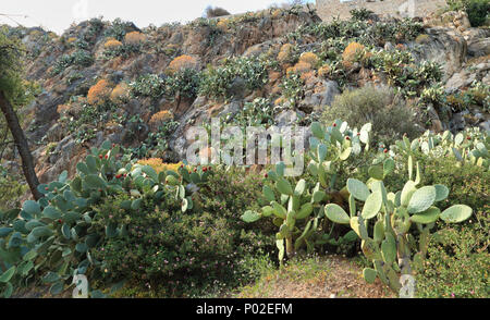 Opuntia cactus field