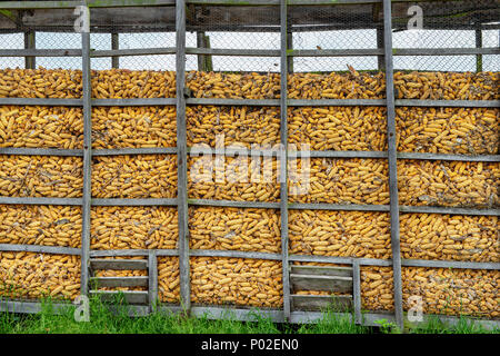 drying the maize in the wooden boxes Stock Photo