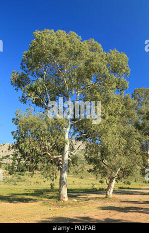 Eucalyptus tree Stock Photo