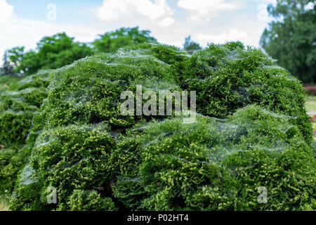 Web on the tree of thuja Stock Photo