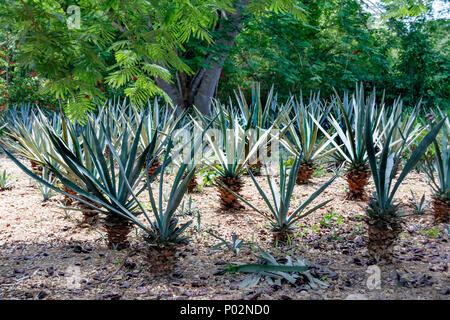 Field of rows agave sisalana perrine . Mexico Stock Photo