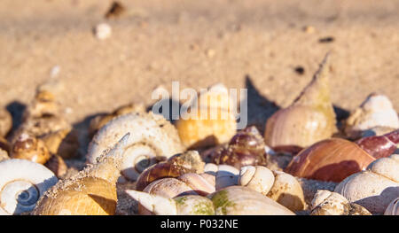 Shells lying on a beach sand. Summer background Stock Photo