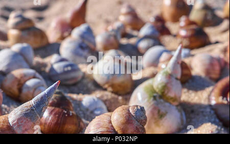 Different seashells closeup on a sand background Stock Photo