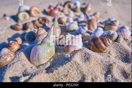 Different shells lies on a beach sand Stock Photo