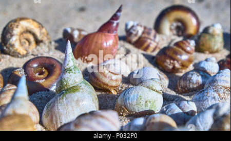 Different seashells lies on a beach sand Stock Photo