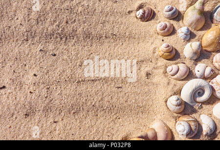 Scattered shells on a yellow sand. Summertime background template Stock Photo
