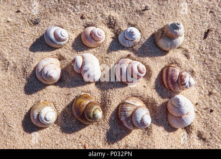 Beach sand and seashells background. Summer pattern from shells Stock Photo