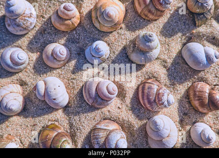 Summer pattern from seashells lying on a beach sand Stock Photo