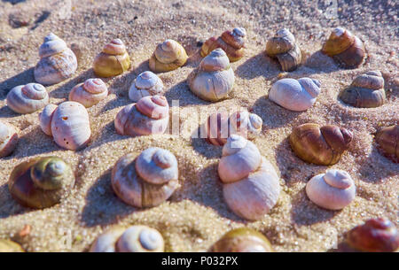 Summer background with shells lying on a beach sand Stock Photo