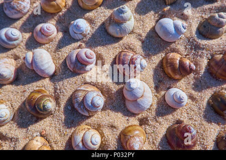 Summer pattern from seashells. Beach sand and shells background Stock Photo