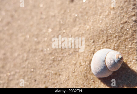 One shell on a sand. Summer beach background template with an empty text space Stock Photo