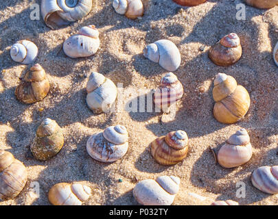 Seashells pattern. Shells on a beach sand. Summer background Stock Photo
