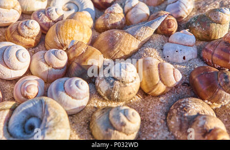 Different seashells composition. Summertime background with shells Stock Photo