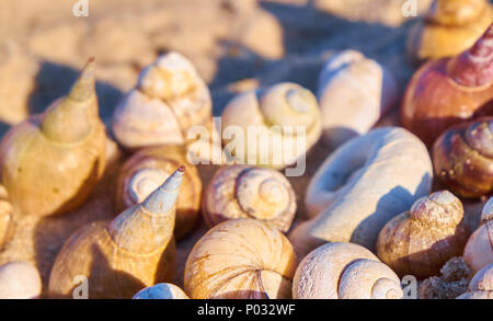 Seashells and beach sand. Bright summer background Stock Photo