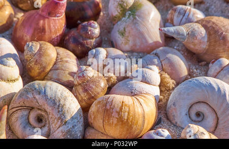 Summertime background with shells lying on each other. Stock Photo