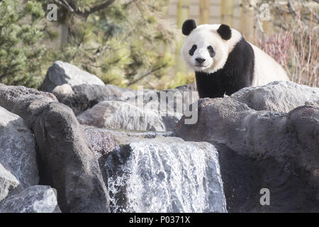 Da Mao (male: meaning double smoothness) giant panda on the playground at Calgary Zoo. The Calgary Zoo invited media to join celebration of the arrival of the giant pandas Ji Li and Er Shun. Giant Panda Exhibit opens to public on May 7, 2018.  Featuring: Jia Panpan Where: Calgary, Alberta, Canada When: 07 May 2018 Credit: WENN.com Stock Photo