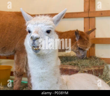 portrait of a Alpaca in stable ambiance Stock Photo