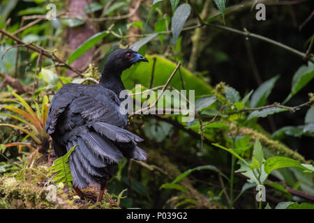 Black Guan, Chamaepetes unicolor, Cracidae, endemic Costa Rica and Panana, Santa Elena cloud forest Reserve, Costa Rica, Centroamerica Stock Photo