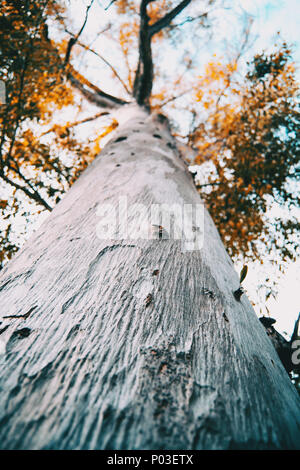 tree and trunk branches seen from below Stock Photo