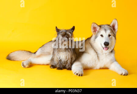 Yorkshire Terrier and Siberian Husky together in studio with yellow background Stock Photo