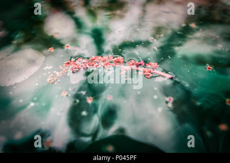 reflex on water with trash items on it Stock Photo