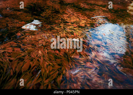 reflex on water with trash items on it Stock Photo