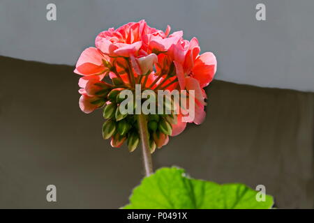Pelargonium or Geranium flower close look at a cluster of double salmon bloom, buds and green leaves, Sofia, Bulgaria Stock Photo